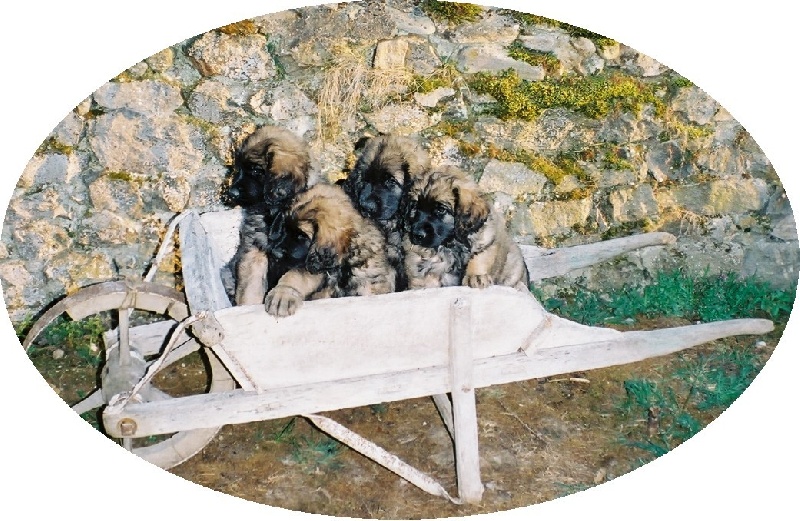 Du clos des grès - Leonberger - Portée née le 27/02/2003