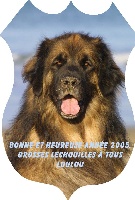 Du clos des grès - Leonberger - Portée née le 05/09/2000