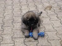 HARLEY dit  HARPER