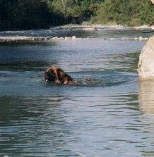 Du clos des grès - Leonberger - Portée née le 15/11/1999